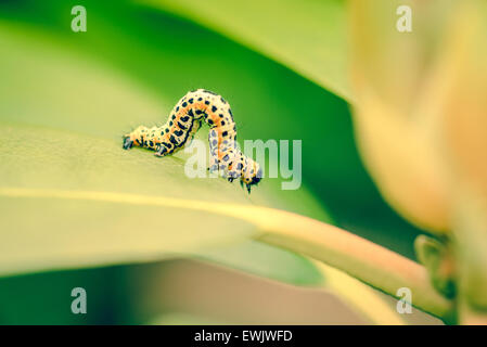 Erannis Defoliaria Raupe im Garten Stockfoto