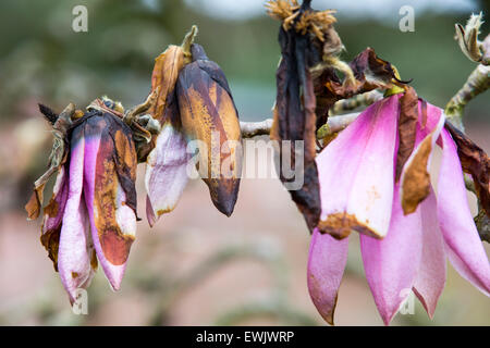 Magnolia Blumen, die von einem späten Frühling Frost in Holehird Gärten, Windermere, Großbritannien beschädigt wurden. Stockfoto