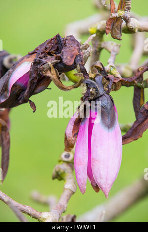 Magnolia Blumen, die von einem späten Frühling Frost in Holehird Gärten, Windermere, Großbritannien beschädigt wurden. Stockfoto