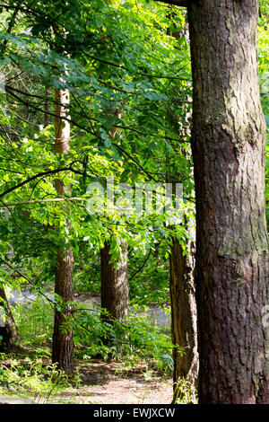 Bäume in Elveden Wald Stockfoto