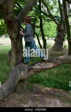 Junge, die einen Baum klettern Stockfoto