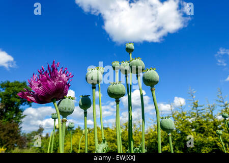 Lila Mohn Blumen und Samenköpfe gegen blauen Himmel mit weißen Wolken, Stockfoto