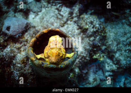 Nahaufnahme von Longlure Anglerfischen, Antennarius multiocellatus, gelben Froschfischen, die in einem Schwamm auf tropischen Korallenriffen thront Stockfoto