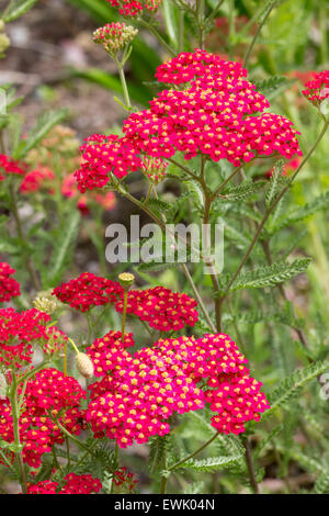 Rote Blume Köpfe der ornamentalen Schafgarbe, Achillea Millefolium 'Paprika' Stockfoto