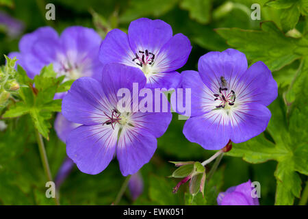 Blumen von den lange blühenden hardy Geranium 'Rozanne' Stockfoto