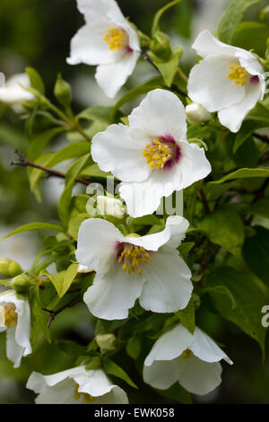 Duftenden Blüten der Juni der Mock Orange, Philadelphus 'Belle Etoile' Stockfoto