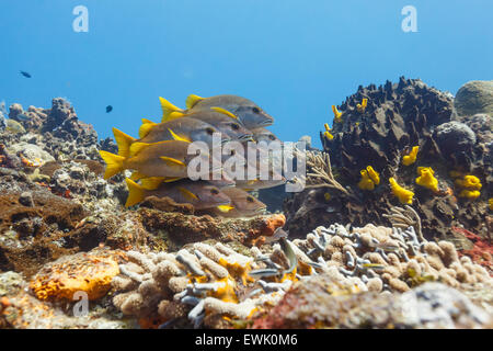 bunt gelb Schulmeister-Schnapper, Lutjanus Apodus, schwimmt in den blauen Gewässern zusammengekauert in der Strömung über ein Korallenriff Stockfoto