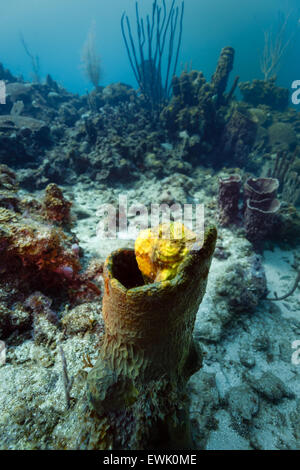 Longlure Anglerfisch, Antennarius multiocellatus, gelber Froschfisch, der in einem Schwamm auf tropischen Korallenriffen thront Stockfoto