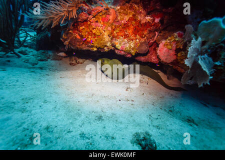 Grüne Muräne, Gymnothorax funebris, Aal in der Spalte unter dem Korallenriff Stockfoto