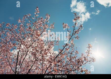 Kirschbaum (Prunus Sargentii) Blüten gegen sonnigen blauen Himmel im Frühjahr Stockfoto
