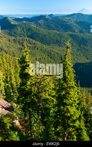 Battle Creek Wald Streitaxt Gipfel, Bull der Wald Wildnis, Mt Hood National Forest, Oregon Stockfoto