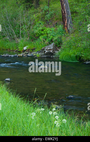 Middle Fork John Day River, Malheur National Forest, Oregon Stockfoto