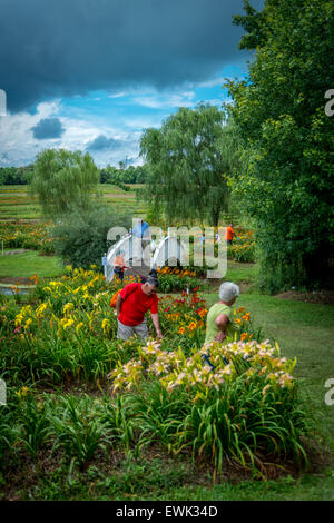 Corryton, Tennessee, USA. 27. Juni 2015. Jährliche Oaks Farm Day, Corryton, USA. Bildnachweis: Marc Griffin/Alamy Live-Nachrichten Stockfoto