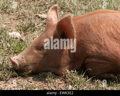 Tamworth Ferkel schlafen in der Sonne Stockfoto