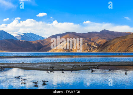 Blick auf Pangong See am Morgen mit der Herde von Möwe sind Fütterung und Schwimmen Stockfoto