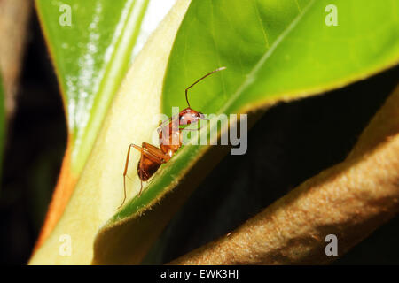 Eine rote Rossameise auf der Suche nach einer Mahlzeit auf einem Blatt. Stockfoto