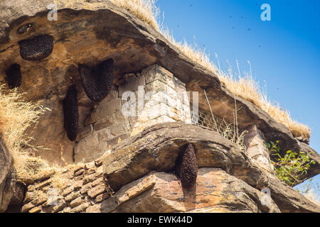 Honig Bienenschwarm auf Stein in Höhle Stockfoto