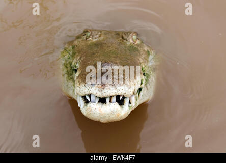 ein amerikanisches Krokodil oder Crocodylus Acutus gesehen im Tarcoles Fluss in Costa rica Stockfoto