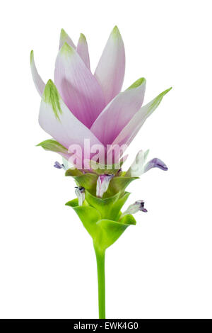 "Curcuma Alismatifolia" Blume oder "Siam Tulpe' isoliert auf weißem Hintergrund und Clipping-Pfad Stockfoto