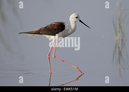 Stelzenläufer Himantopus Himantopus, einzelne Vogel im Wasser, Mallorca, Juni 2015 Stockfoto