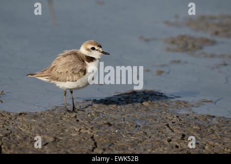 Seeregenpfeifer Charadrius Alexandrinus, einzelne Weibchen am Wasser, Mallorca, Juni 2015 Stockfoto