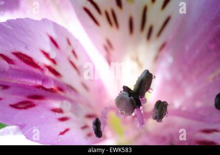 Makroaufnahme einer Blume rosa lilly Stockfoto