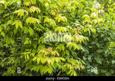 Esche-Ahorn (Acer Negundo Flamingo) Flamingo Stockfoto