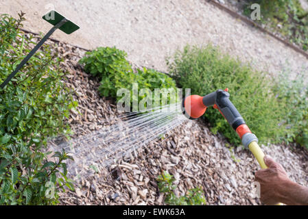 Ein Gärtner ist Pflanzen im Garten gießen. Stockfoto