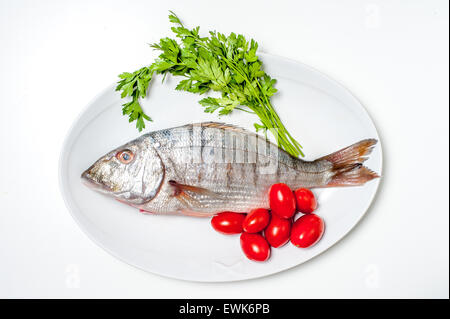 Frisches rohes Meer Streifenbrassen murmelt mit Petersilie und Tomaten auf weißen Teller und weißen Hintergrund Stockfoto