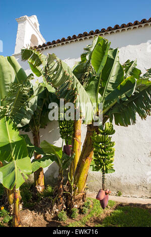 Bananen wachsen, Kanarische Inseln, Spanien. Stockfoto