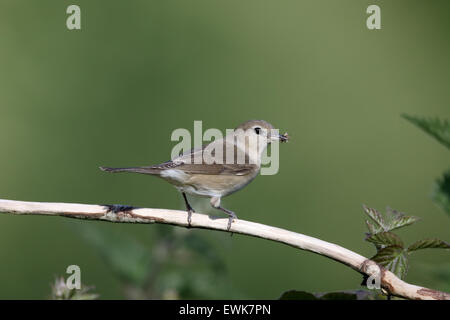 Garten-Grasmücke, Sylvia borin, einzelne Vogel auf Barsch, Warwickshire, Mai 2015 Stockfoto