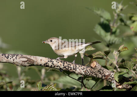 Garten-Grasmücke, Sylvia borin, einzelne Vogel auf Barsch, Warwickshire, Mai 2015 Stockfoto