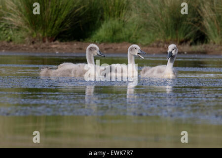 Stumm, Schwan, Cygnus Olor, drei Cygnets auf Wasser, Warwickshire, Juni 2015 Stockfoto