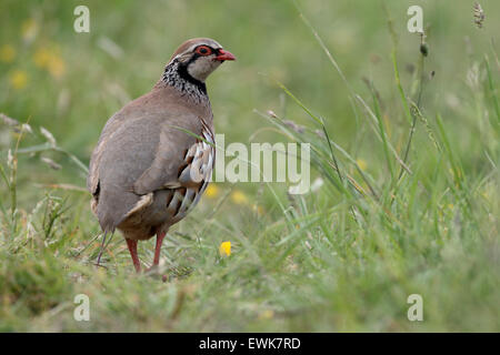 Rothuhn, Alectoris Rufa, einzelne Vogel Gras, Warwickshire, Juni 2015 Stockfoto