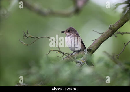 Grauschnäpper, Muscicapa Striata, einziger Vogel auf Zweig, Staffordshire, Juni 2015 Stockfoto