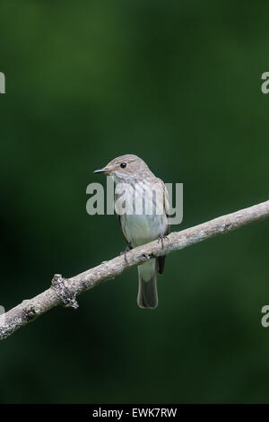 Grauschnäpper, Muscicapa Striata, einziger Vogel auf Zweig, Staffordshire, Juni 2015 Stockfoto