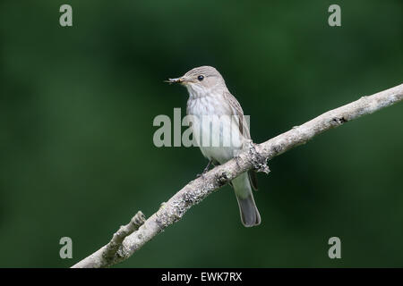 Grauschnäpper, Muscicapa Striata, einziger Vogel auf Zweig, Staffordshire, Juni 2015 Stockfoto