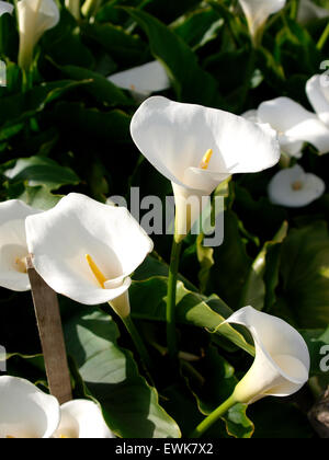 Zantedeschia Aethiopica (bekannt als Calla Lily und Arum Lilie) wächst in einem Garten, Somerset, Großbritannien Stockfoto