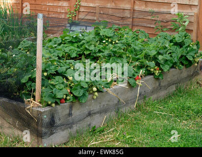 Erdbeeren Pflanzen wachsen unter Netting, Somerset, Großbritannien Stockfoto