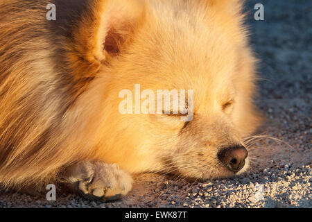 Spitz Stockfoto