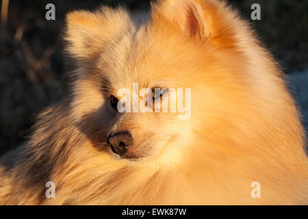 Spitz Stockfoto
