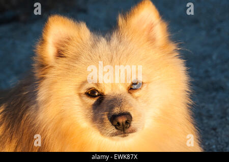 Spitz Stockfoto