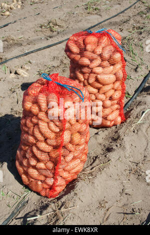 Zwei Säcke mit griechischen frische Bio-Kartoffeln. Insel Lemnos oder Limnos, Griechenland. Stockfoto