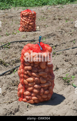 Zwei rote Säcke griechische frische Bio-Kartoffeln gesammelt und verpackt in den Weinberg. Stock Bild. Stockfoto