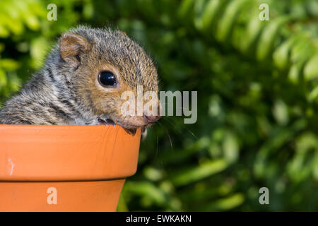 Baby graue Eichhörnchen spielen im Blumentopf. Stockfoto