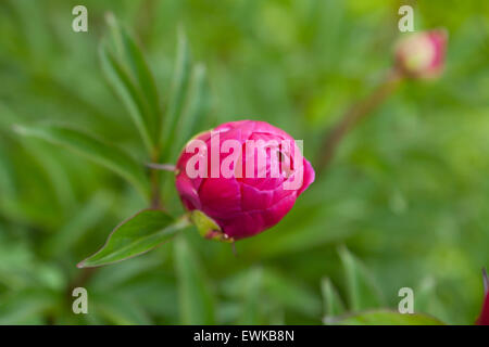 Blütenknospen Pfingstrose Stockfoto