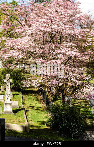 Rosa Blüte Hartriegel, Hollywood Cemetery in Richmond, Virginia Stockfoto