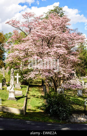 Rosa Blüte Hartriegel, Hollywood Cemetery in Richmond, Virginia Stockfoto