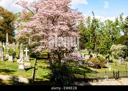 Rosa Blüte Hartriegel, Hollywood Cemetery in Richmond, Virginia Stockfoto