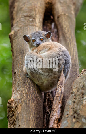 Ein Porträt von einem White-footed sportliche Lepilemur in einem Baum, Berenty Reserve, Madagaskar. Stockfoto